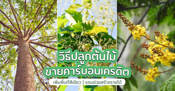 วิธีปลูกต้นไม้เพื่อขายคาร์บอนเครดิต